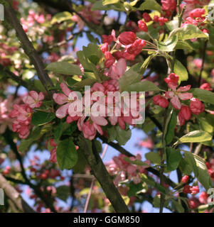 Malus prunifolia - `Cheal's Crimson'   TRS076407 Stock Photo